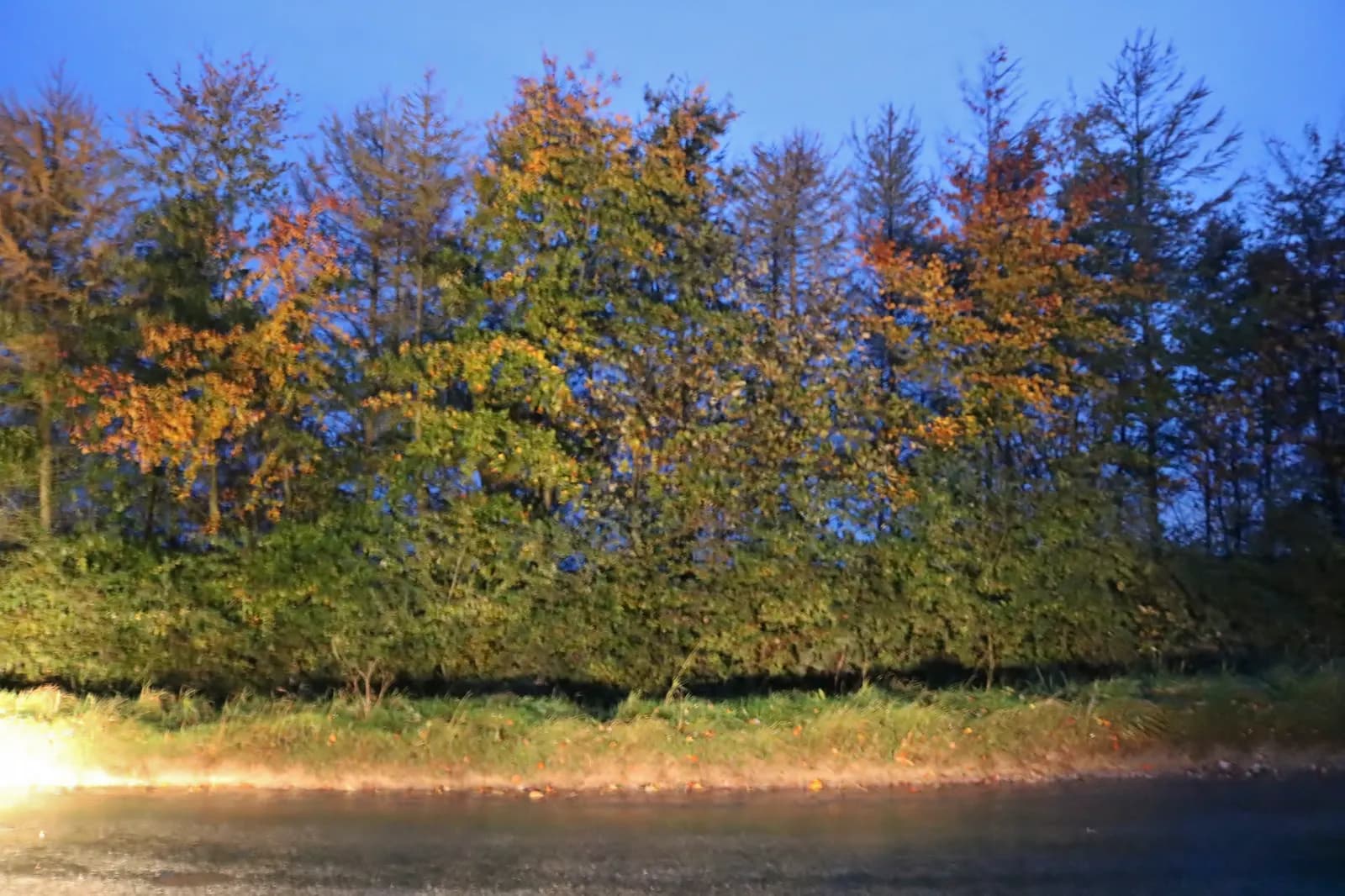 Autumn leaves and colour along a Cotswold lane