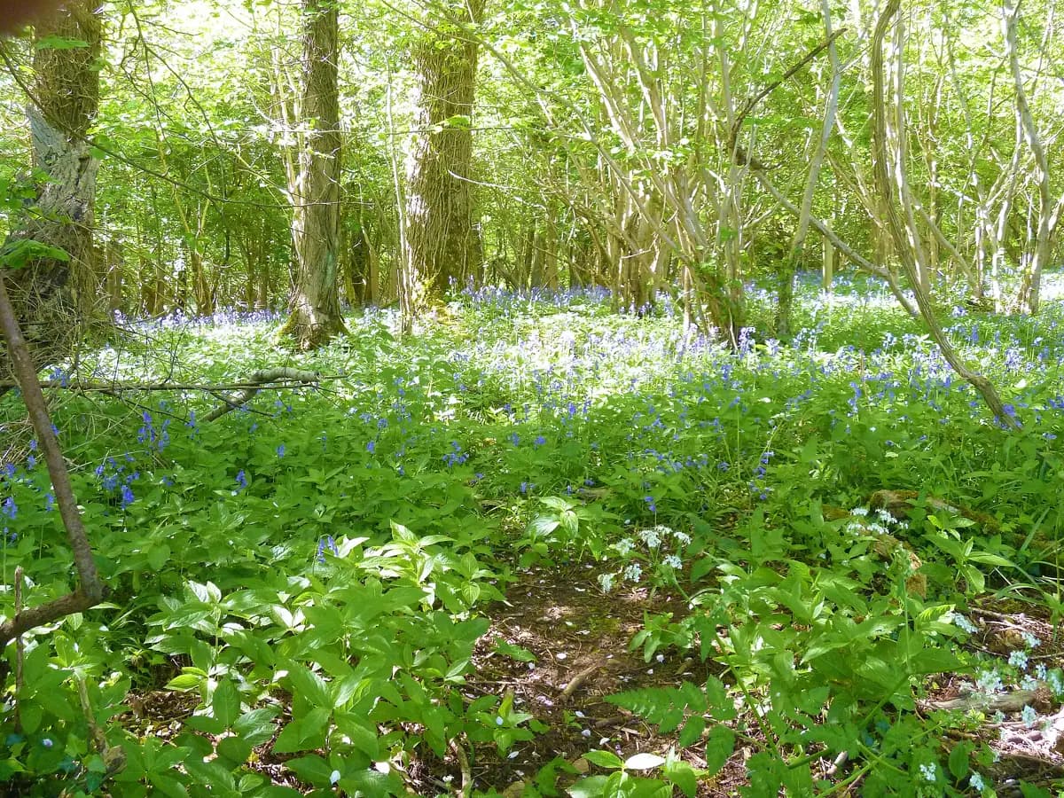 Bluebells carpeting a Cotswold woodland floor in spring
