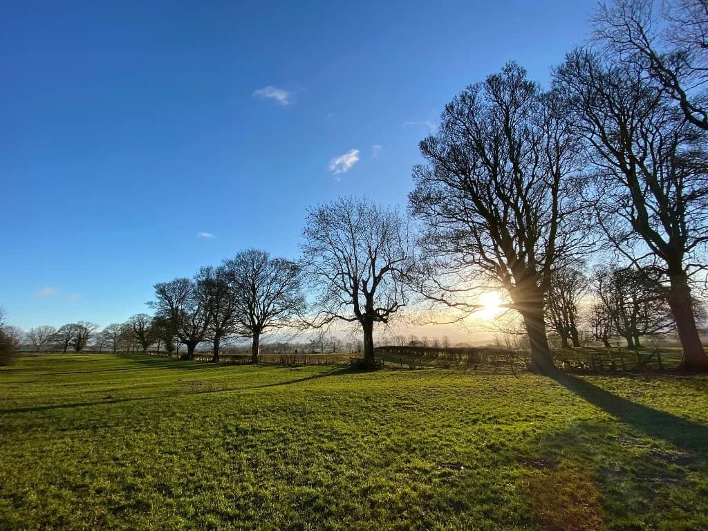 Green field and a line of bare winter trees with low sun through the branches