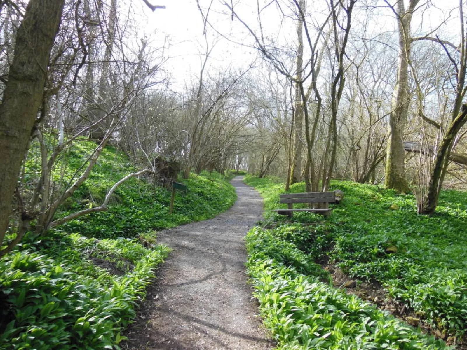 Spring path through Dyrham Wood with wild garlic and a wooden bench