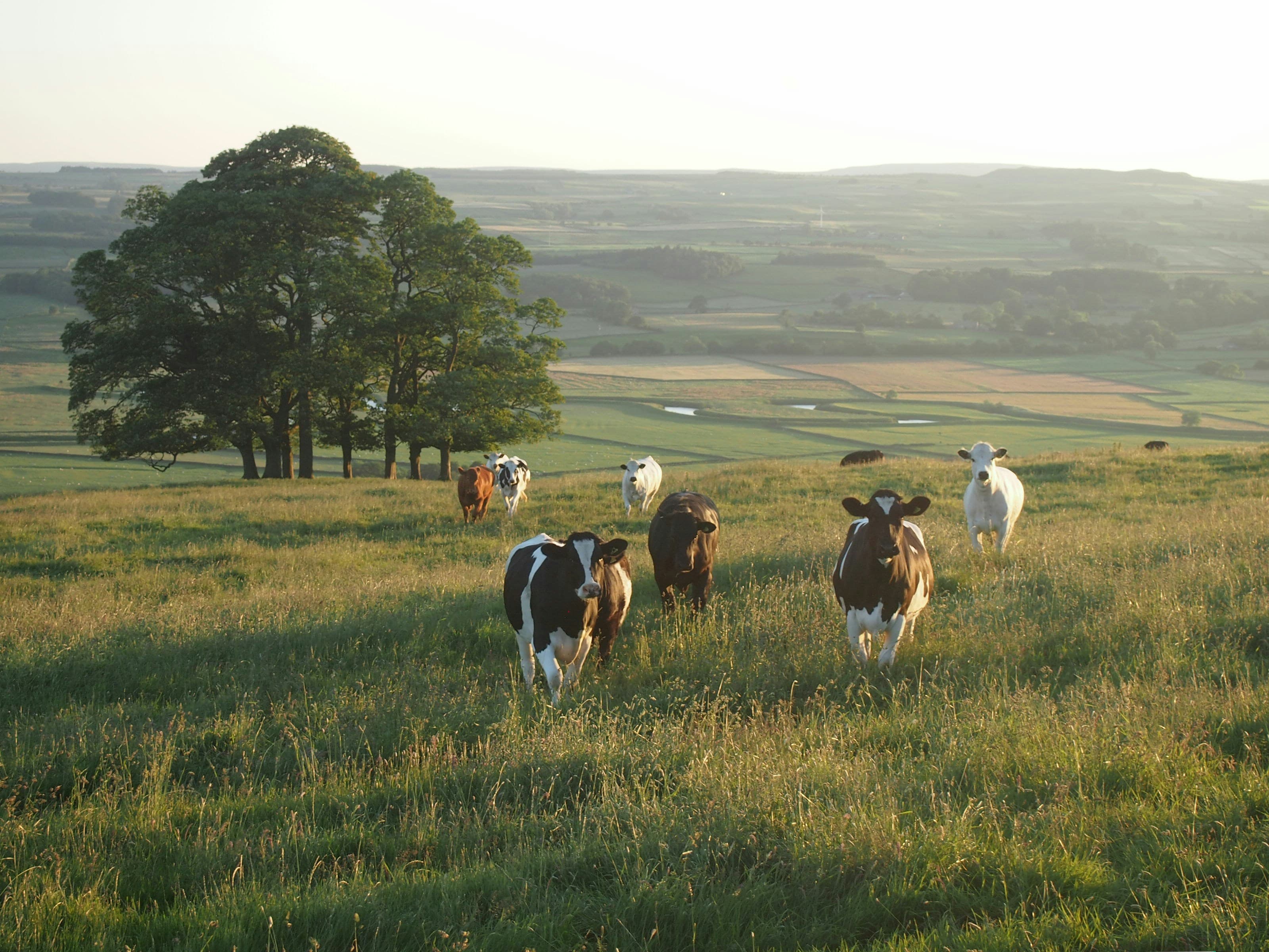 Rolling Cotswold countryside and fields beside the trail