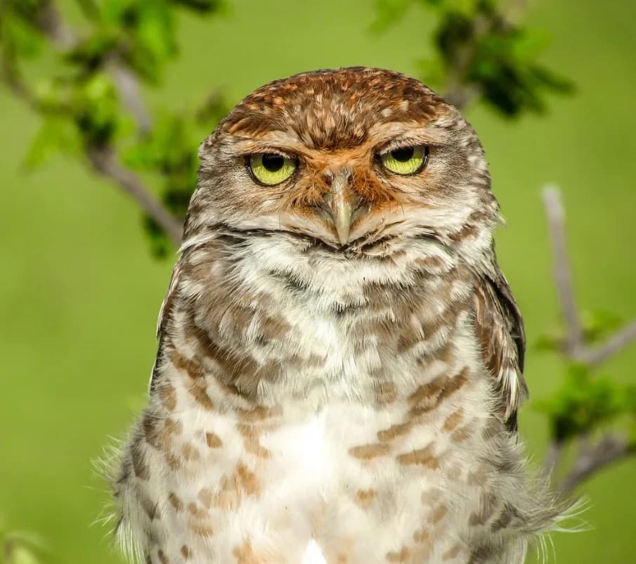 A burrowing owl with bright yellow eyes among spring foliage