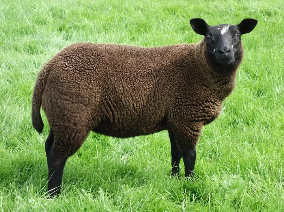 A brown sheep standing in a green field beside the trail