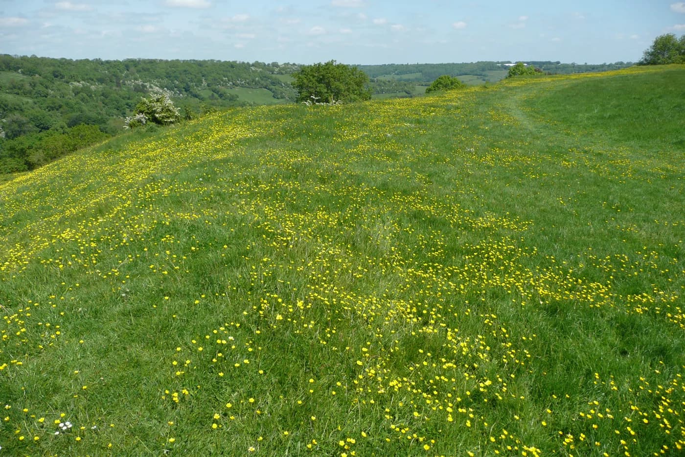 A wide, sunny view across the grassy summit of Solsbury Hill, showing a flat plateau covered in yellow wildflowers with rolling green hills and wooded valleys beyond