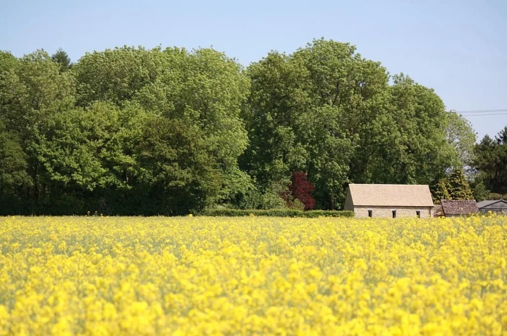 Golden oilseed rape field beside a Cotswold stone barn under a clear blue sky