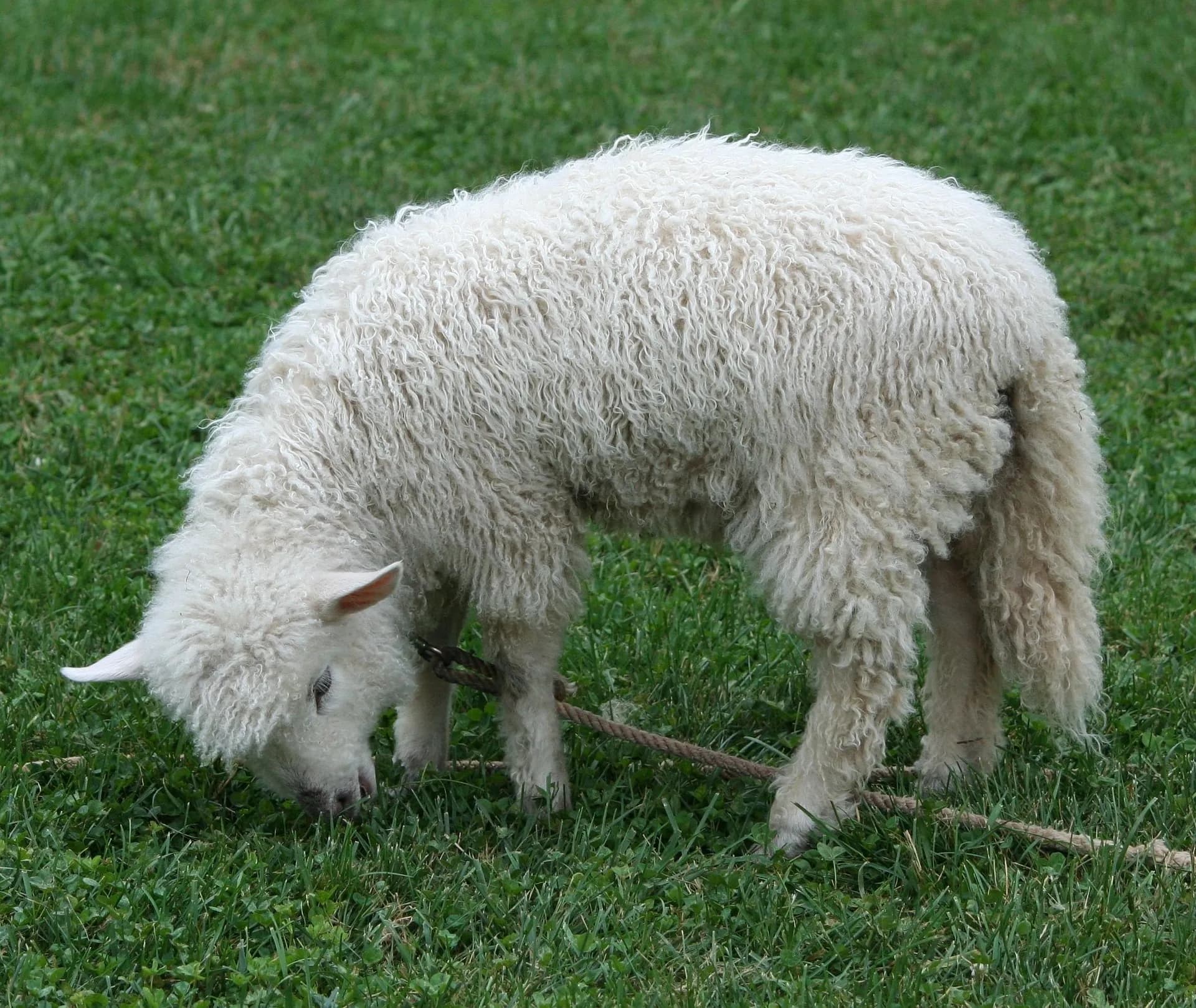 Sheep grazing in a Cotswold field