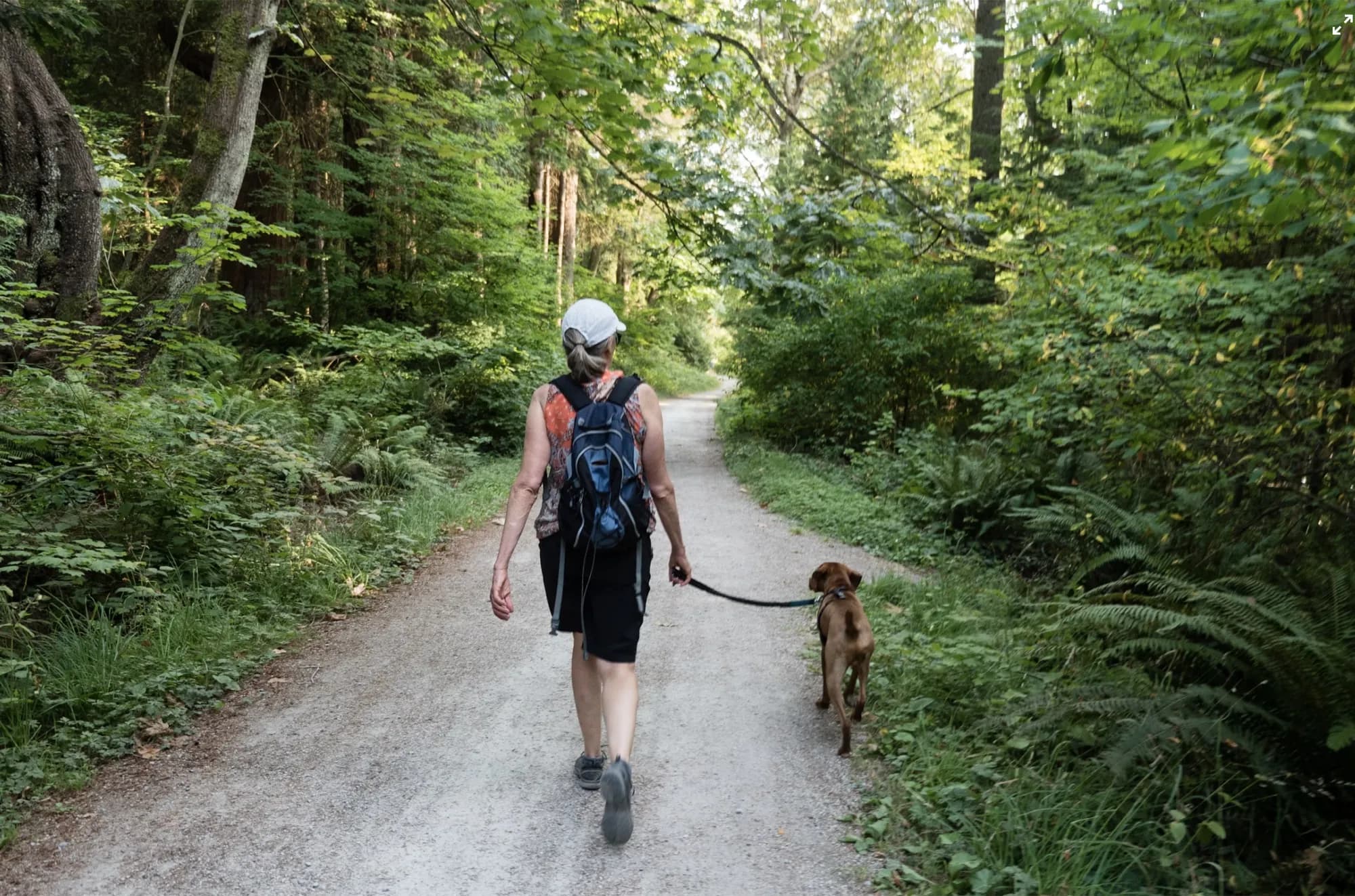 Walker with a backpack leading a brown dog on a leash along a wooded trail